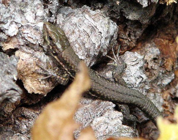 Photo of Podarcis muralis by May Kald